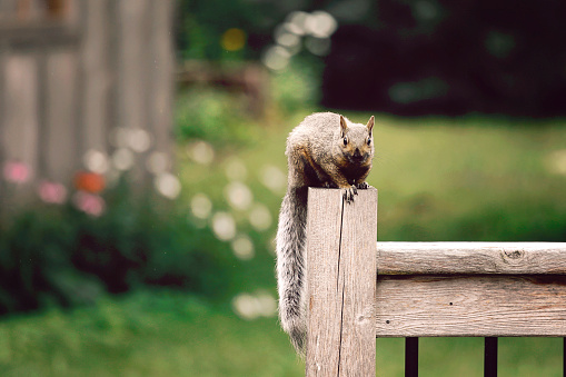 A grey squirrel sits on a post in a garden, looking at the camera.