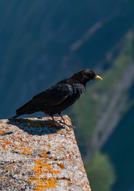 istock Mount Pilatus Blackbird 1298978495
