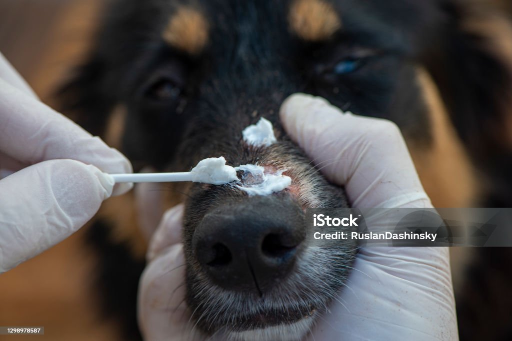 rester brochure Laboratorium Treat Ringworm In Dog Stock Photo - Download Image Now - Dog, Ringworm,  Ointment - iStock