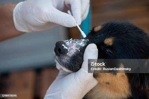 forarbejdning Sodavand Republik Treat Ringworm In Dog Stock Photo - Download Image Now - Dog, Moisturizer,  Ringworm - iStock