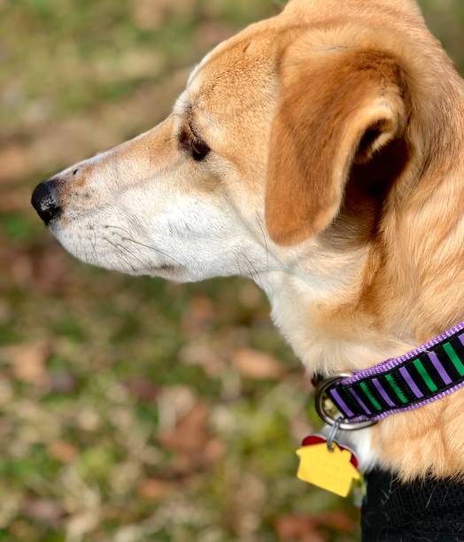 istock Pretty dog behind fence in yard 1298978956