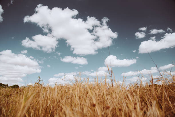 Bulrush in the wind against blue sky.