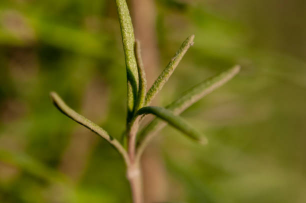istock Rosemary leaves Close-up 1298980171