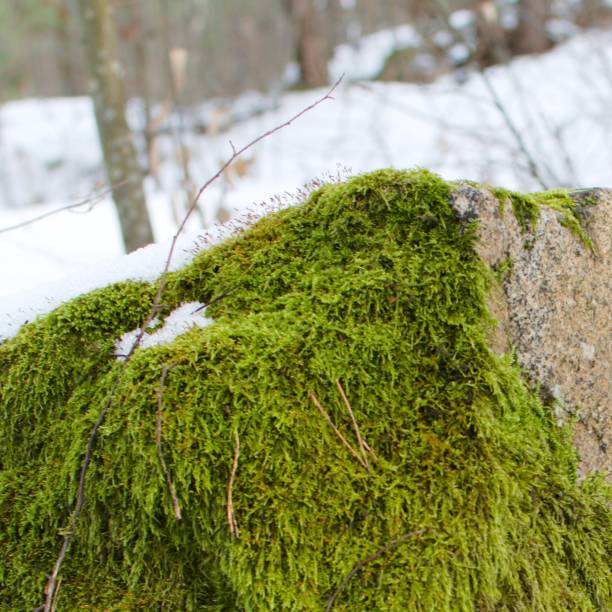 istock dense green moss on stonein snowy forest 1298981463
