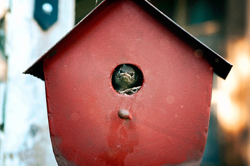 A baby bird peeks from the shelter of its birdhouse, looking a wee bit grumpy.