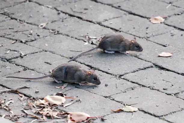 Two rats walking on pavement