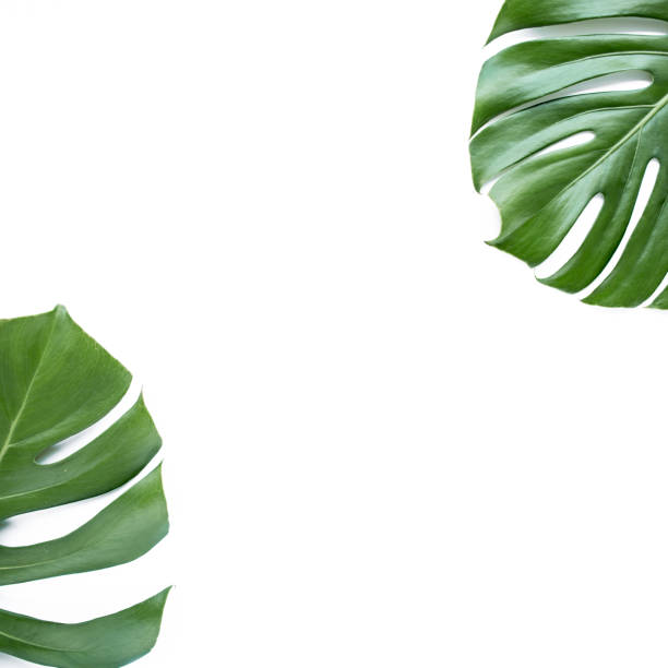 istock Tropical leaves Monstera on white background. Flat lay, top view 1298983716