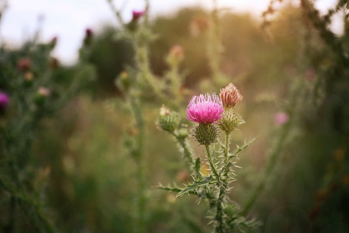A close-up shot of a bull thistle, showcasing its delicate petals against a softly blurred background.