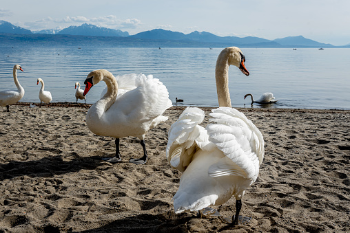 Two mute swans standing on the beach with backgrounds of lake and mountain. Cygnus olor. Beauty in nature. Lausanne, Switzerland.