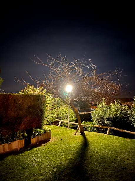 istock Night shot of lamppost through tree 1298984103