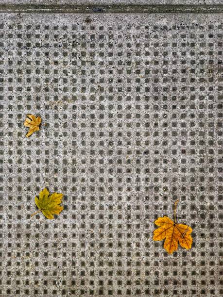 istock Leaves on the street 1298984149