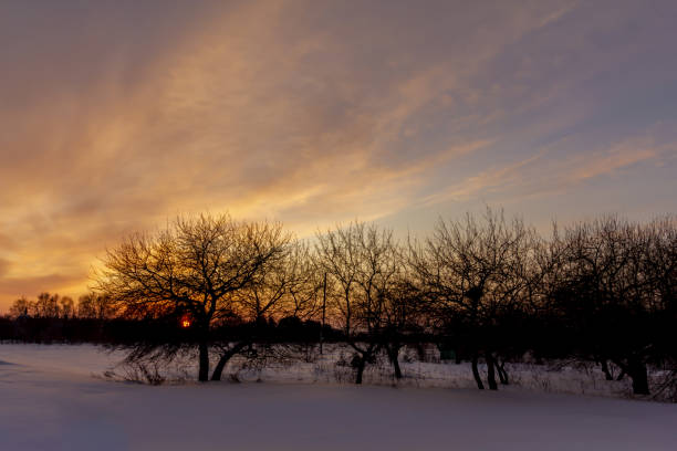 istock The sun shines through the trees at sunset. 1298984210