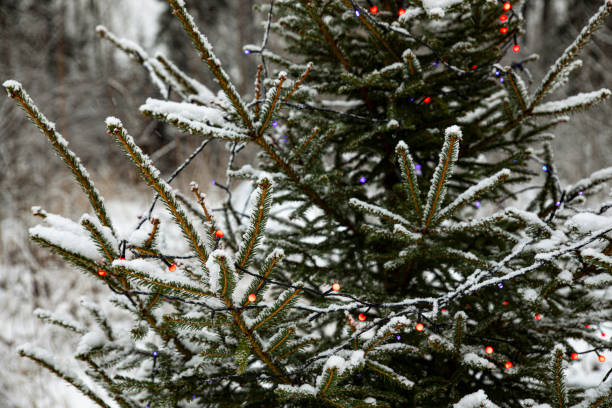 istock christmas lights hanging in a tree 1298984488