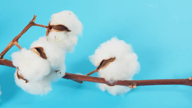 istock Cotton flower on blue background. 1298984497