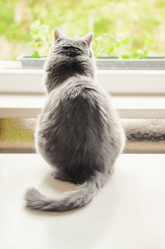 Gray Chartreux Cat Sitting on a table and looking through window