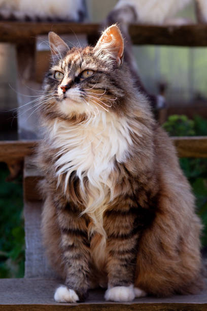 istock Important long-haired cat sits and looks 1298985736
