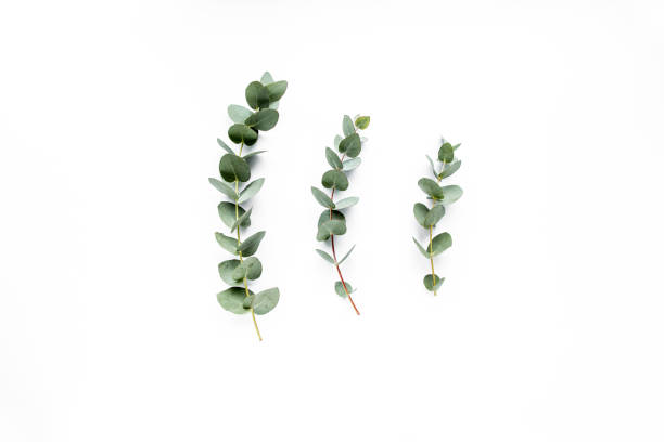 istock green leaves eucalyptus on white background. flat lay, top view 1298985757