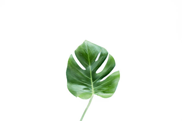 istock Tropical leaves Monstera on white background. Flat lay, top view 1298987096