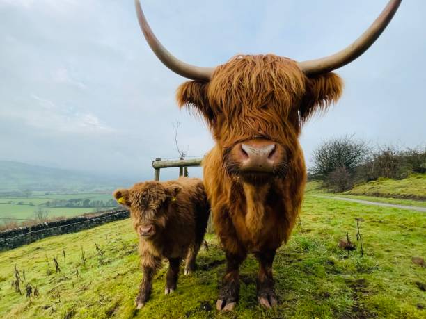 istock Wary heifer highland calf 1298988249