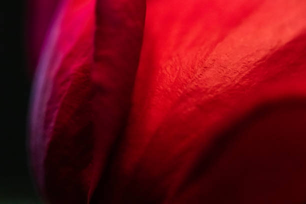 istock Red Rose Bud in Macro Close Up 1298988969