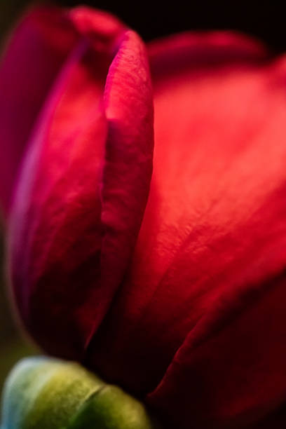 istock Vertical View of Red Rose Bud 1298988979
