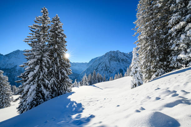 istock Snowcapped trees in ski resort at winter morning 1298989281