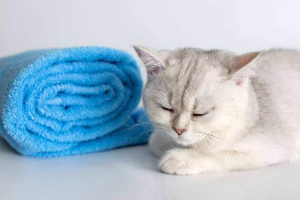 istock Cute sleeping kitten with roll of blue towel, on white background 1298990103