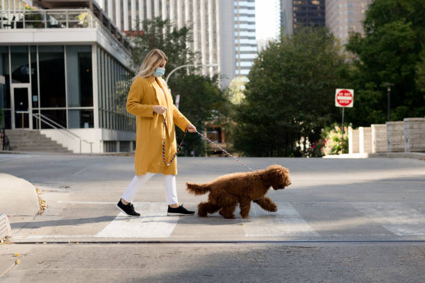 1,146 Dog Crossing Street Stock Photos, Pictures & Royalty-Free Images - iStock | Walking dog, Dog jogging 1,146 Dog Crossing Street Stock Photos, Pictures & Royalty-Free Images - iStock | Walking dog, Dog jogging