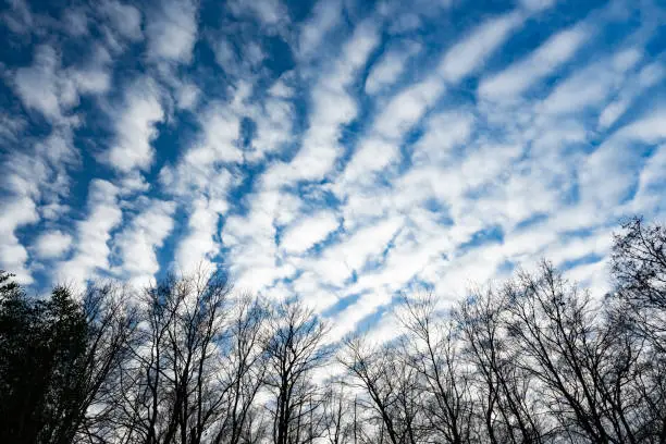 Stunning view of a mackerel sky with the silhouette os some trees in the foreground. A mackerel sky is a common term for clouds made up of rows of cirrocumulus or altocumulus clouds.