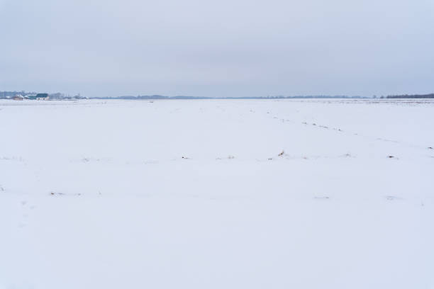 istock White Snow Covering Ground Background on Cloudy Day with Skyline 1298990690