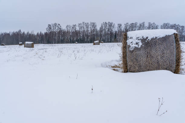 istock Snow Covered Hay Roll on Snowy Field, Winter Day Scene 1298991241