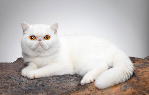Short Hair Persian Cat Stock Photos, Pictures & Royalty-Free Images - iStock