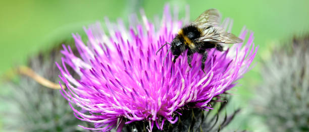istock Bumblebee collects pollen from a thistle flower 1298992533