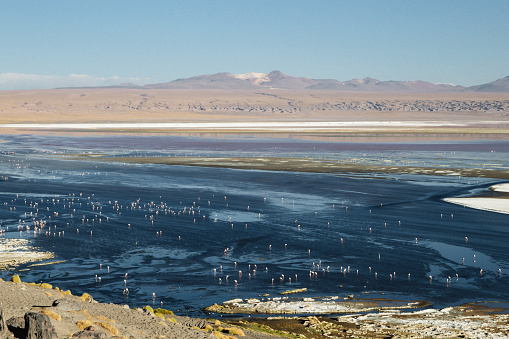 Scenic view of group of flamingo on the Laguna Colorada with volcanoes view in Altiplano desert in Bolivia
