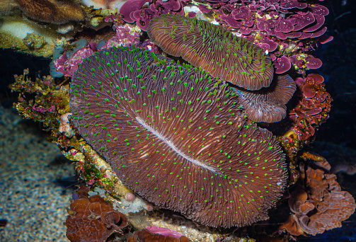 Fungia scutaria is a species of plate or mushroom coral in the family Fungiidae. It is found in the Indo-Pacific region. Fungia scutaria is a solitary, non-colonial coral that is free living and not attached to the seabed.  Maui Island, Hawaii.