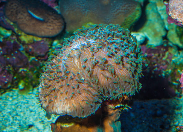 Fungia scutaria is a species of plate or mushroom coral in the family Fungiidae. It is found in the Indo-Pacific region. Fungia scutaria is a solitary, non-colonial coral that is free living and not attached to the seabed. Maui Island, Hawaii. fungia scutaria es una especie de coral de placa o seta de la familia fungiidae. se encuentra en la región del indo-pacífico. fungia scutaria es un coral solitario, no colonial que es de vida libre y no unido al fondo marino. isla maui, hawái.