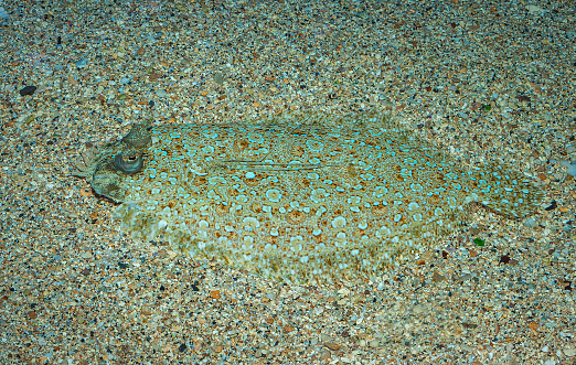 The peacock flounder (Bothus mancus), also known as the flowery flounder, is a species of fish in the family Bothidae (lefteye flounders). The species is found widely in relatively shallow waters in the Indo-Pacific, also ranging into warmer parts of the east Pacific. Maui Island,