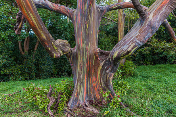 Eucalyptus deglupta is a tall tree, commonly known as the Rainbow Eucalyptus, the Mindanao Gum, or the Rainbow Gum. It is the only Eucalyptus species found naturally in the Northern Hemisphere. The unique multi-hued bark is the most distinctive feature of the tree. Hawaiian Islands, Maui Island. Introduced. eucalyptus deglupta es un árbol alto, comúnmente conocido como el eucalipto arco iris, la goma mindanao, o la goma arco iris. es la única especie de eucalipto que se encuentra naturalmente en el hemisferio norte. la corteza única de varios tonos es la
