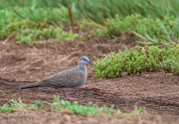 The Spotted Dove (Spilopelia chinensis) is a small and somewhat long-tailed pigeon which is a common resident breeding bird across its native range on the Indian Subcontinent and Southeast Asia. The species has been introduced into many parts of the world and feral populations have become established. Kealia Pond National Wildlife Refuge, Maui, Hawaiian Islands