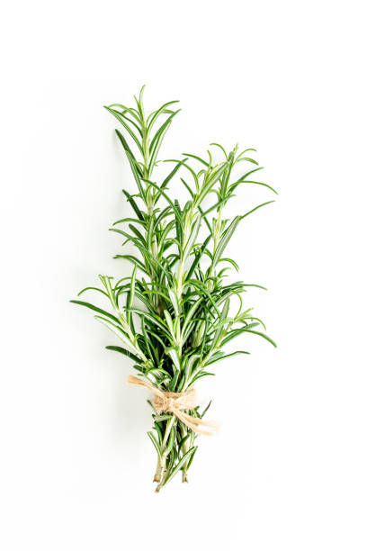 Green bundle of rosemary isolated on a white background. Herbs. Flat lay. Top view