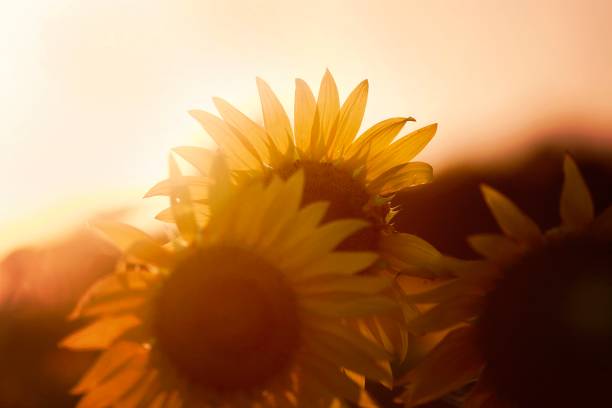 Sunflower Field stock photo