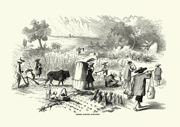 Vintage illustration of Chinese farm workers bringing in the harvest, Hong Kong, 19th Century, 1850s