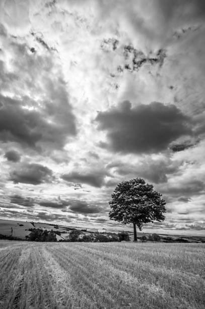 istock rural landscape. black and white 1298996610
