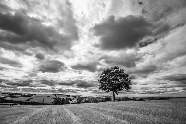 istock rural landscape. black and white 1298996627