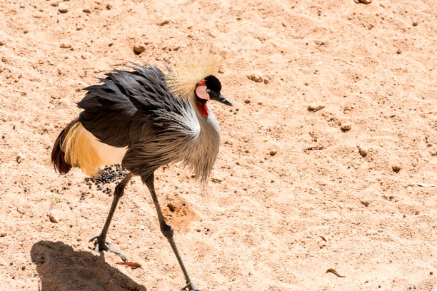 istock Grey crowned crane (Balearica regulorum) on natural background close-up 1298996782
