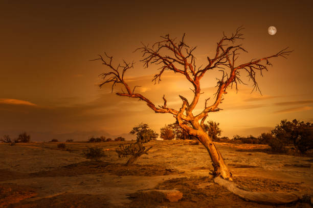 Single tree at sunset with the full moon behind in the Dead Horse Point State Park, Utah