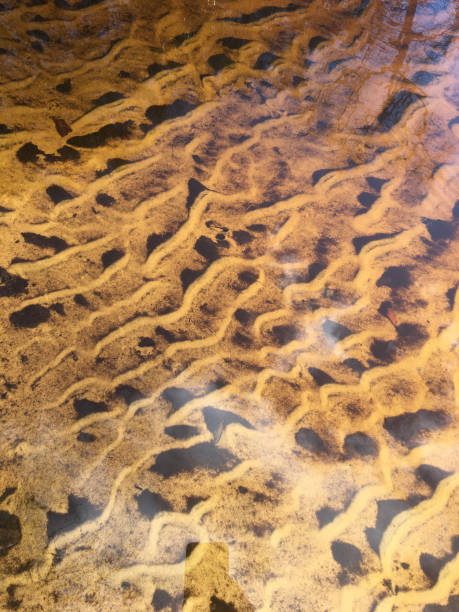 istock Shimmering shallow tannic water over sand ripples in river 1298998125