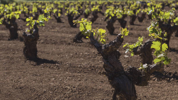 istock Grapevines growing in greek farm. 1298998175