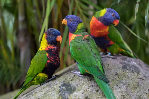 Photo of Three rainbow lorikeets in the Jardin de Balata, Martinique