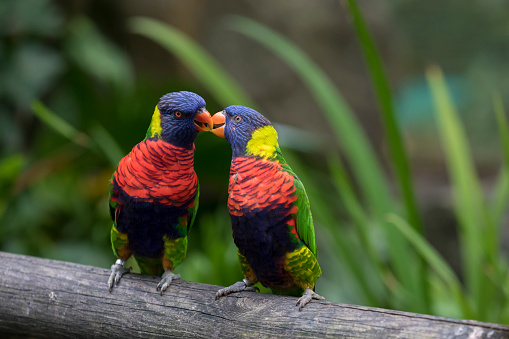 Two rainbow lorikeets kiss in the Jardin de Balata, Martinique